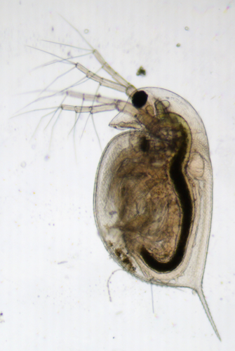 Daphnia pulex, Launaguet 31, mars 2020 &copy; Anaëlle Bernard