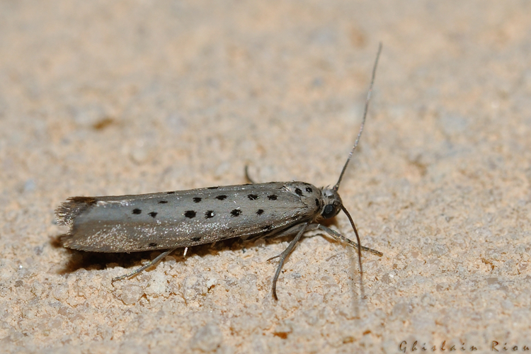 Yponomeuta sedella, Rebigue 31, avril 2020 &copy; Ghislain Riou