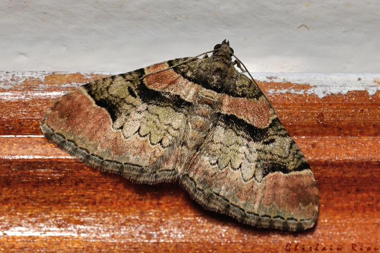 Catarhoe rubidata, Rebigue 31, avril 2020 &copy; Ghislain Riou