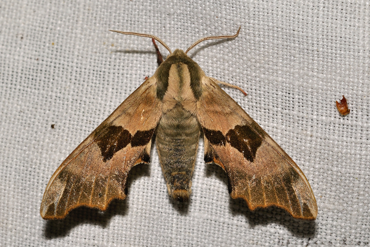 Mimas tiliae, Rebigue 31, avril 2020 &copy; Ghislain Riou