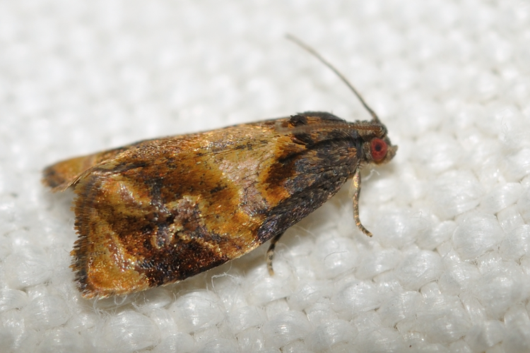 Ditula angustiorana, Toulouse 31 &copy; Ghislain Riou