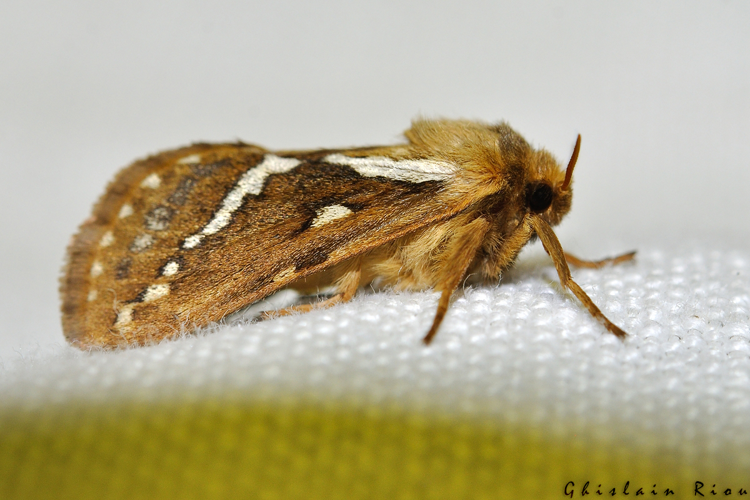 Korscheltellus lupulinus mâle, Rebigue 31, avril 2020 &copy; Ghislain Riou