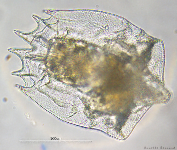 Brachionus leydigii, Launaguet 31, mars 2020 &copy; Anaëlle Bernard