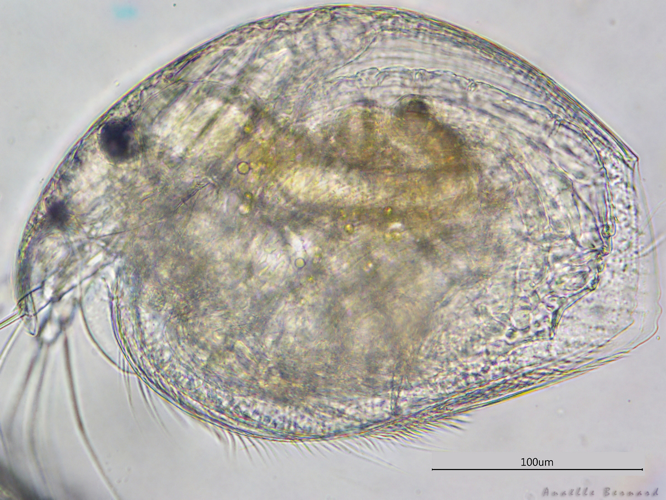 Alonella excisa, Launaguet 31, avril 2020 &copy; Anaëlle Bernard