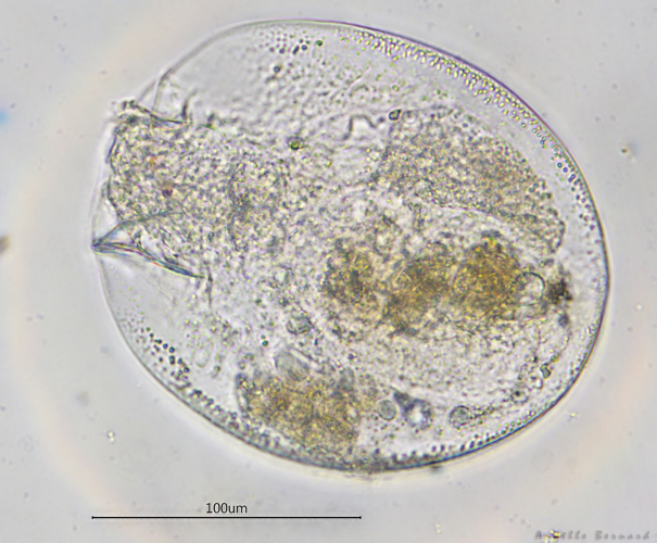 Testudinella patina, Launaguet 31, avril 2020 &copy; Anaëlle Bernard