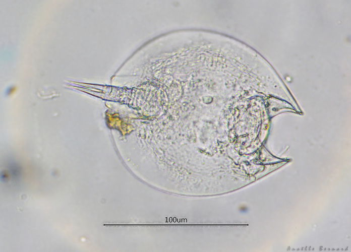 Lepadella ovalis, Launaguet 31, avril 2020 &copy; Anaëlle Bernard