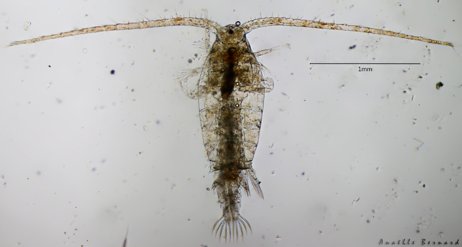 Eudiaptomus vulgaris, Launaguet 31, avril 2020 &copy; Anaëlle Bernard