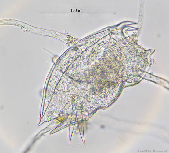 Mytilina mucronata, Launaguet 31, avril 2020 &copy; Anaëlle Bernard