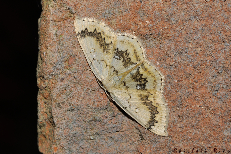 Cyclophora annularia, Rebigue 31, avril 2020 &copy; Ghislain Riou