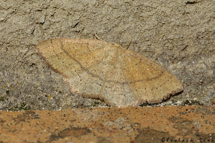 Cyclophora ruficiliaria, Rebigue 31, avril 2020 &copy; Ghislain Riou