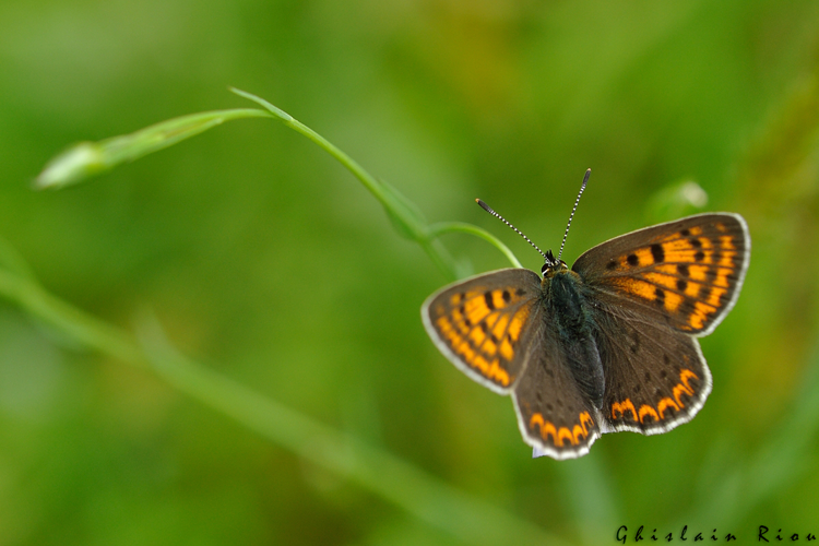 Lycaena tityrus fem, Rebigue 31, 26/04/2020 &copy; Ghislain Riou
