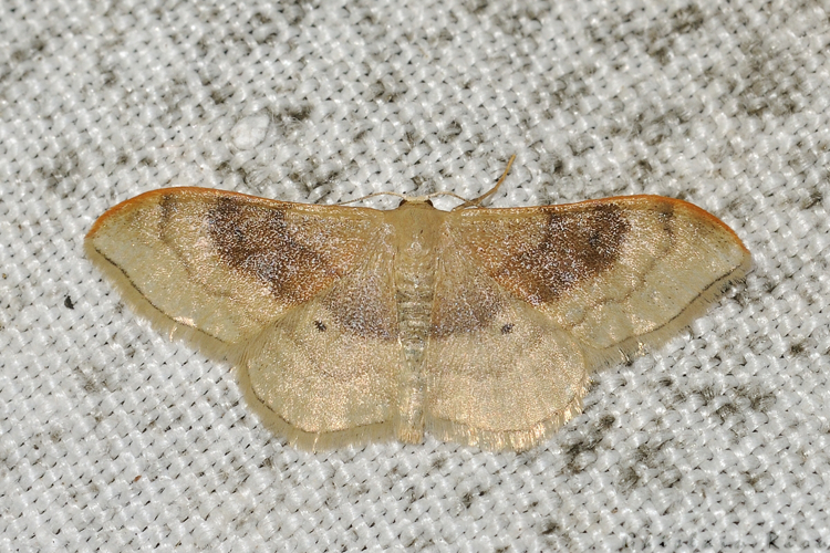 Idaea degeneraria, Rebigue 31, avril 2020 &copy; Ghislain Riou