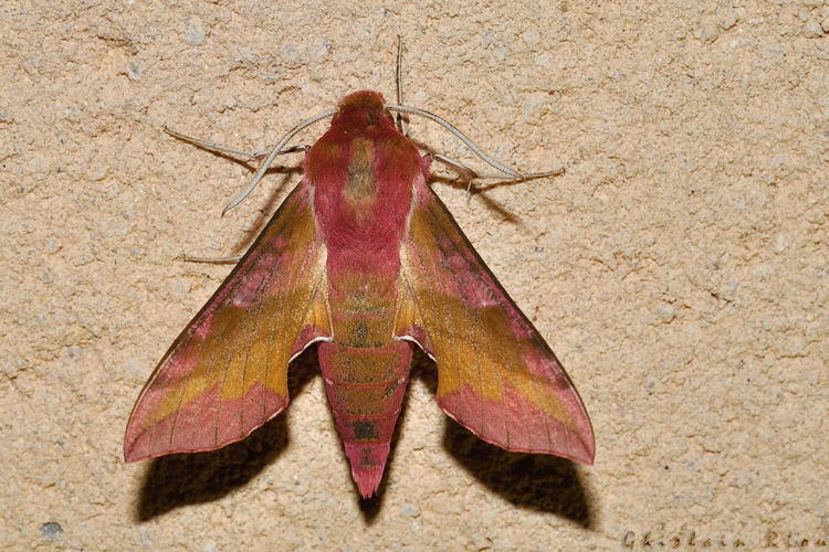 Deilephila porcellus, Rebigue 31, avril 2020 &copy; Ghislain Riou