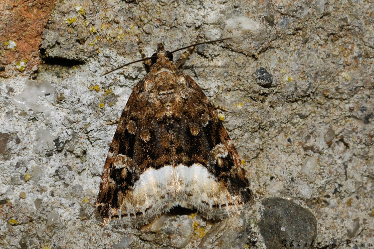 Deltote pygarga, Rebigue 31, avril 2020 &copy; Ghislain Riou