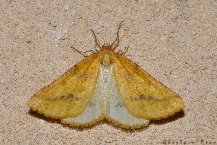 Aspitates ochrearia, Rebigue 31, avril 2020 &copy; Ghislain Riou