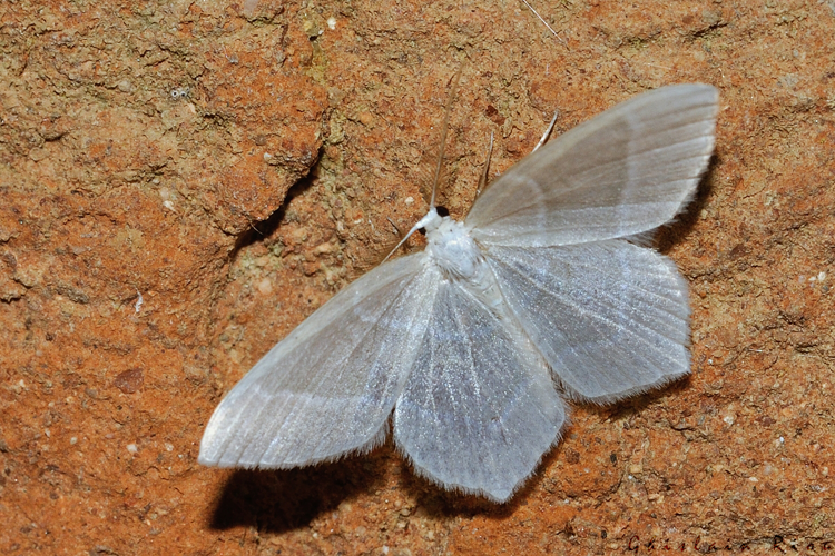 Jodis lactearia, Rebigue 31, avril 2020 &copy; Ghislain Riou