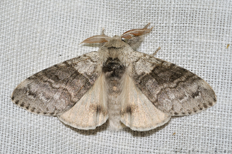 Calliteara pudibunda, Rebigue 31, avril 2020 &copy; Ghislain Riou