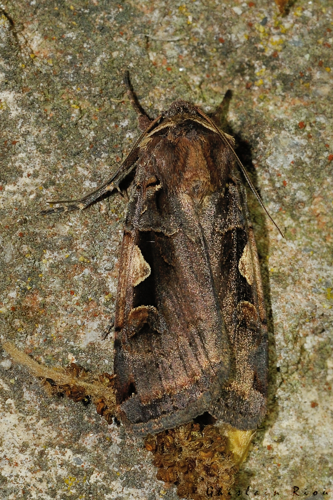 Xestia c-nigrum, Rebigue 31, avril 2020 &copy; Ghislain Riou