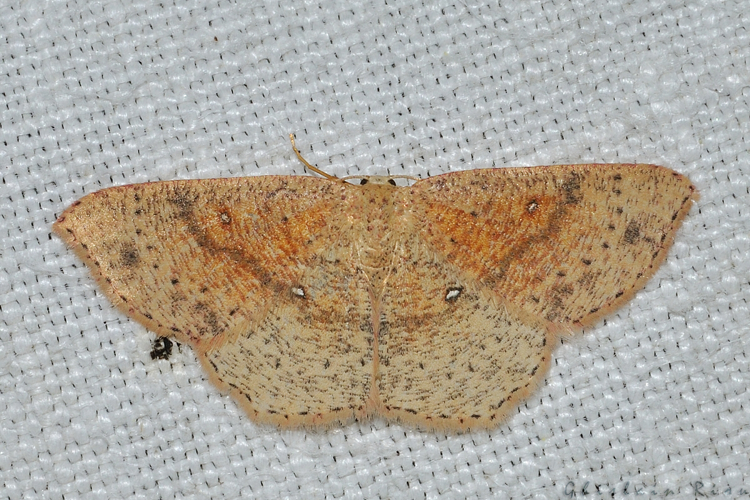 Cyclophora porata, Rebigue 31, avril 2020 &copy; Ghislain Riou