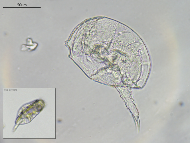 Lophocharis salpina , Grisolles 31, avril 2020 &copy; Anaëlle Bernard