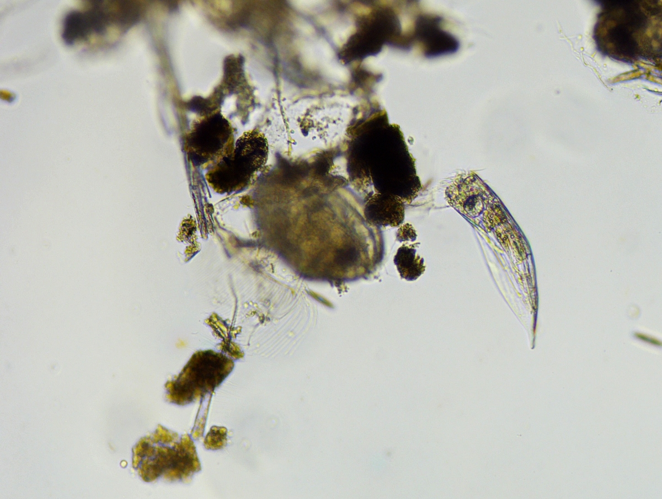 Notholca acuminata, Grisolles 31, avril 2020 &copy; Anaëlle Bernard