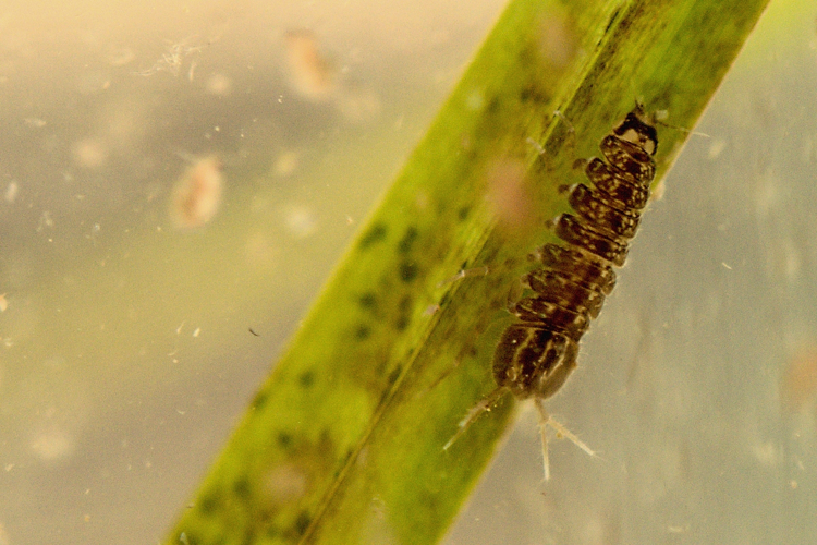 Asellus aquaticus, Grisolles 31, avril 2020 &copy; Anaëlle Bernard