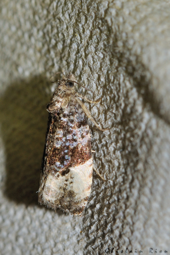 Hedya pruniana, Rebigue 31, mai 2020 &copy; Ghislain Riou
