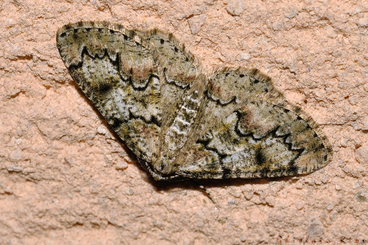 Cleorodes lichenaria, Rebigue 31, mai 2020 &copy; Ghislain Riou