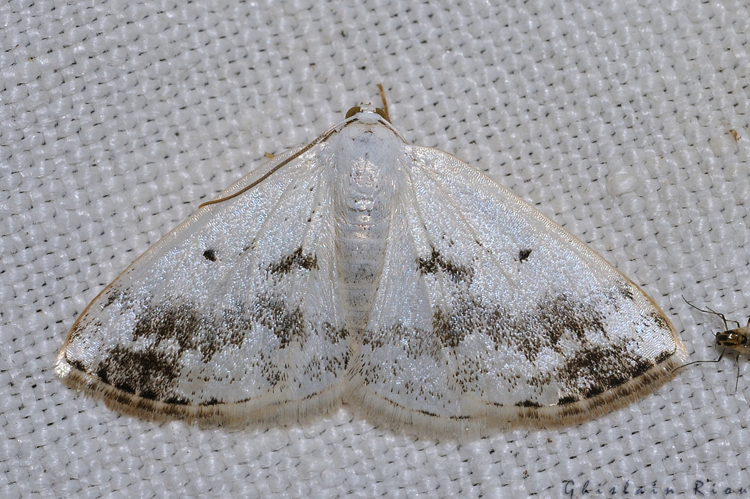 Lomographa temerata, Rebigue 31, mai 2020 &copy; Ghislain Riou