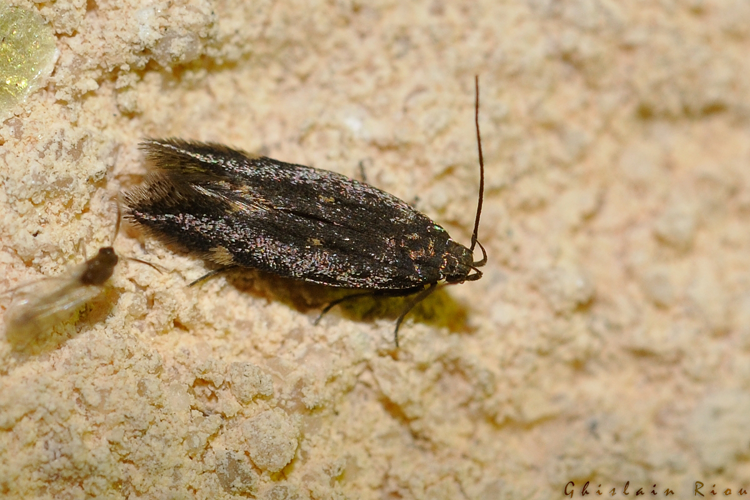 Aproaerema anthyllidella, Rebigue 31, avril 2020 &copy; Ghislain Riou