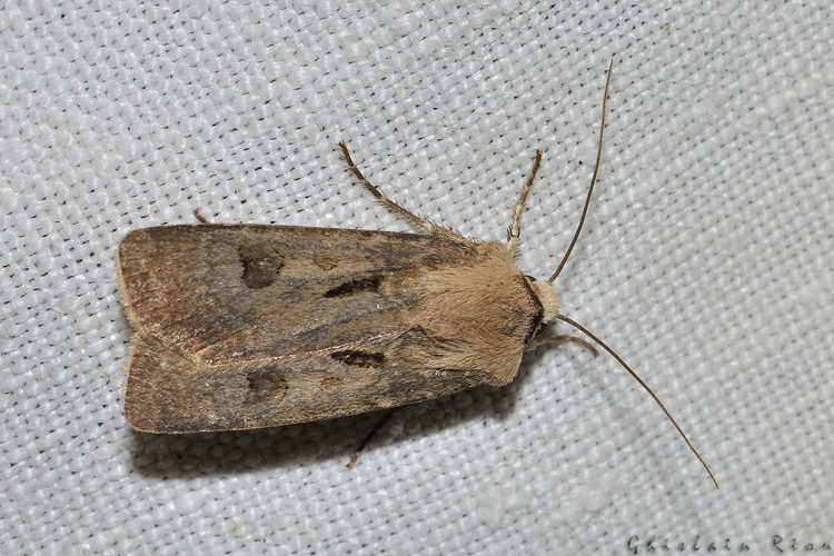 Agrotis exclamationis, Rebigue 31, mai 2020 &copy; Ghislain Riou