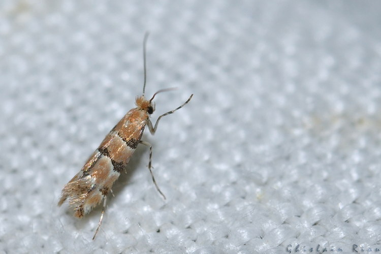 Phyllonorycter trifasciella, Rebigue 31, mai 2020 &copy; Ghislain Riou
