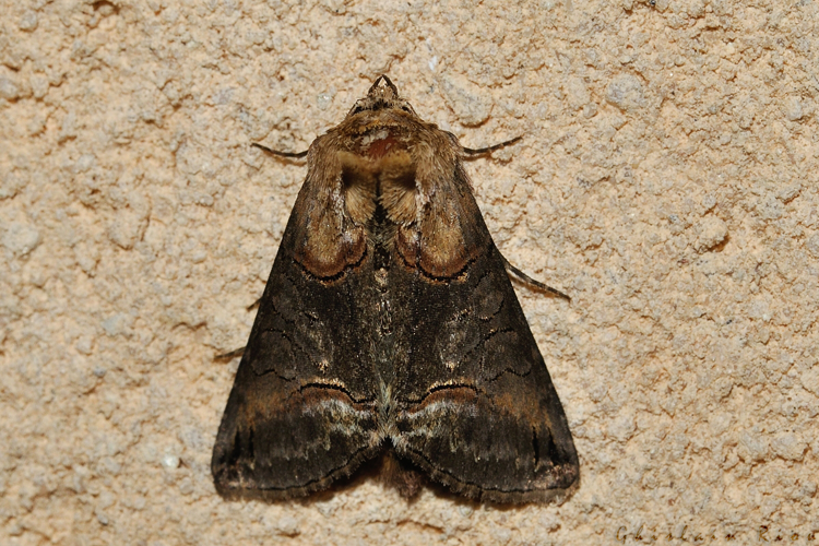 Abrostola triplasia, Rebigue 31, mai 2020 &copy; Ghislain Riou