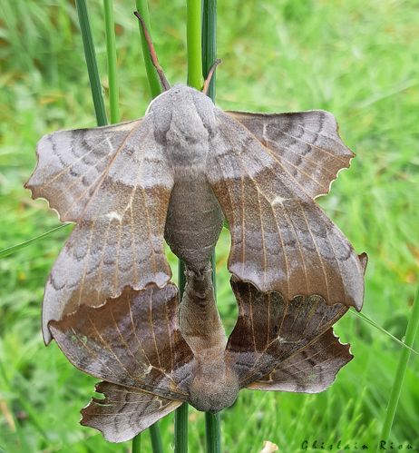 Laothoe populi accouplement, Vigoulet-Auzil 31, mai 2020 &copy; Ghislain Riou
