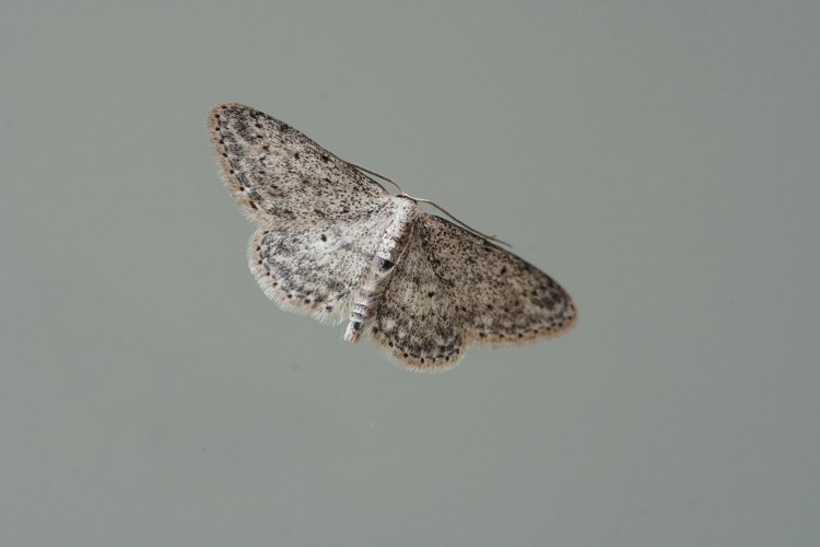 La Vieillie (Idaea seriata) - Ordan-Larroque (Gers) &copy; Laurent Barthe