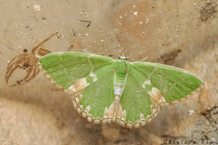 Comibaena bajularia, Rebigue 31, mai 2020 &copy; Ghislain Riou