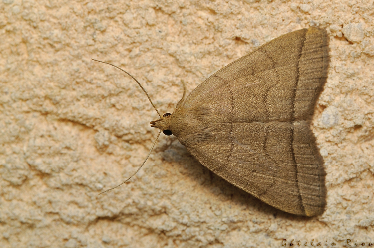 Herminia tarsipennalis, Rebigue 31, mai 2020 &copy; Ghislain Riou