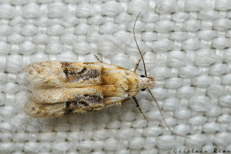 Altenia scriptella, Rebigue 31, mai 2020 &copy; Ghislain Riou