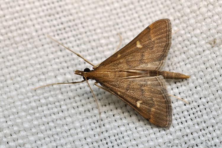 Dolicharthria punctalis, Rebigue 31, mai 2020 &copy; Ghislain Riou