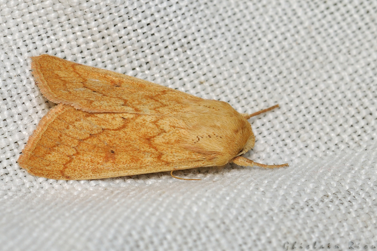 Mythimna vitellina, Rebigue 31, mai 2020 &copy; Ghislain Riou