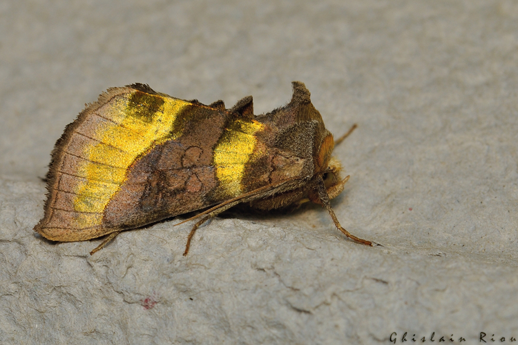 Diachrysia chrysitis, Rebigue 31, mai 2020 &copy; Ghislain Riou