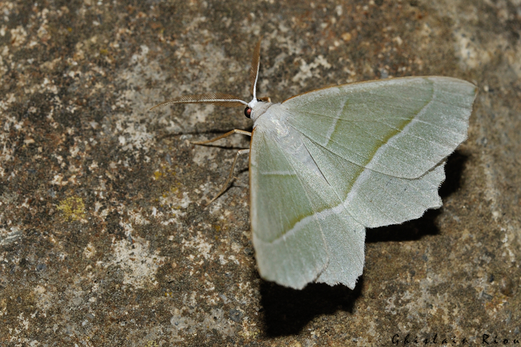 Campaea margaritaria, Rebigue 31, mai 2020 &copy; Ghislain Riou