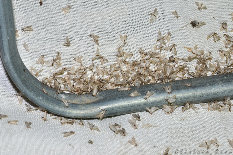 Acentria ephemerella, Rebigue 31, mai 2020 &copy; Ghislain Riou