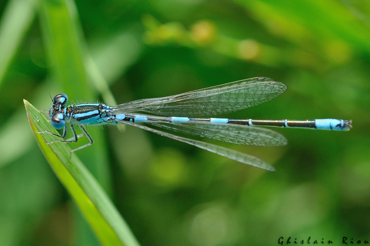 Coenagrion caerulescens mâle, Corronsac 31, mai 2020 &copy; Ghislain Riou