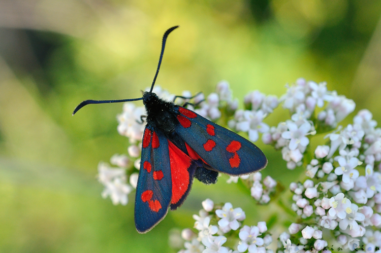 Zygène transalpina, Niaux 09, mai 2020 &copy; Ghislain Riou