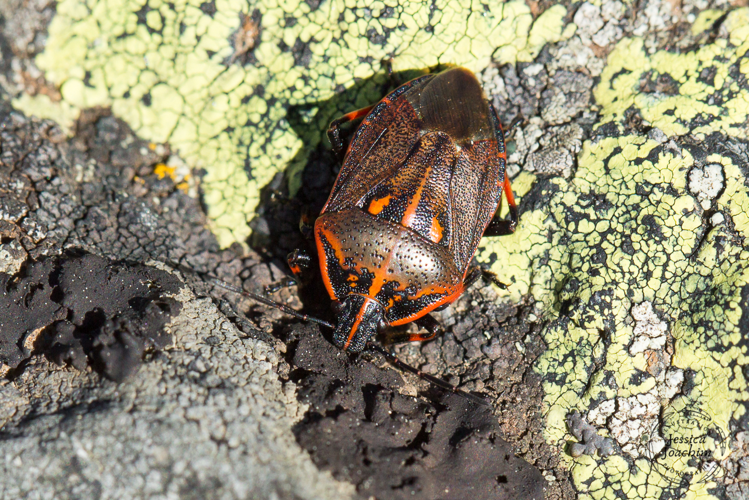 Jalla dumosa &copy; Jessica Joachim