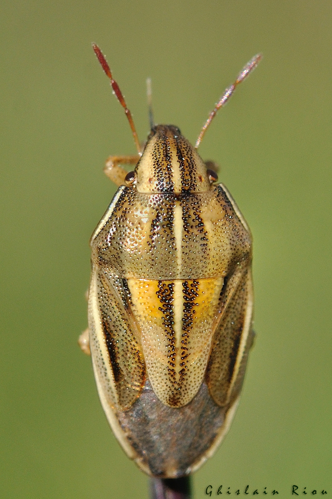 Aelia klugii, Auzat 09, juin 2020 &copy; Ghislain Riou