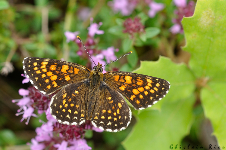 Melitaea diamina, Niaux 09, juin 2020 &copy; Ghislain Riou