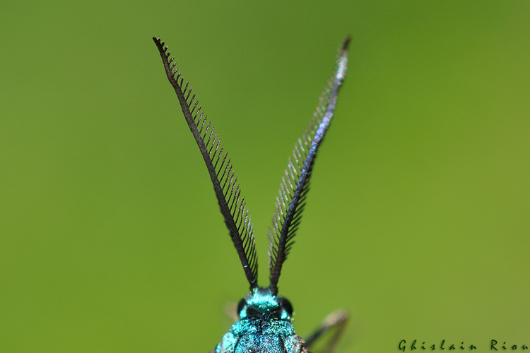 Antennes d'un mâle de Jordanita sp. &copy; Ghislain Riou