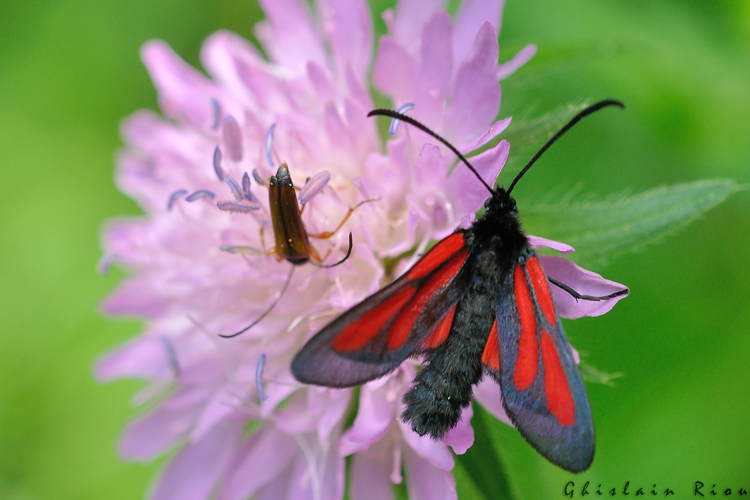 Zygaena osterodensis, Saccourvielle 31, juin 2020 &copy; Ghislain Riou